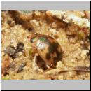 Omophron limbatum - Grundkaefer 03.jpg